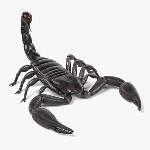 3ds heterometrus longimanus