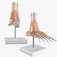 Anatomical Foot Structure with Muscle and Bone System Rigged for Cinema 4D