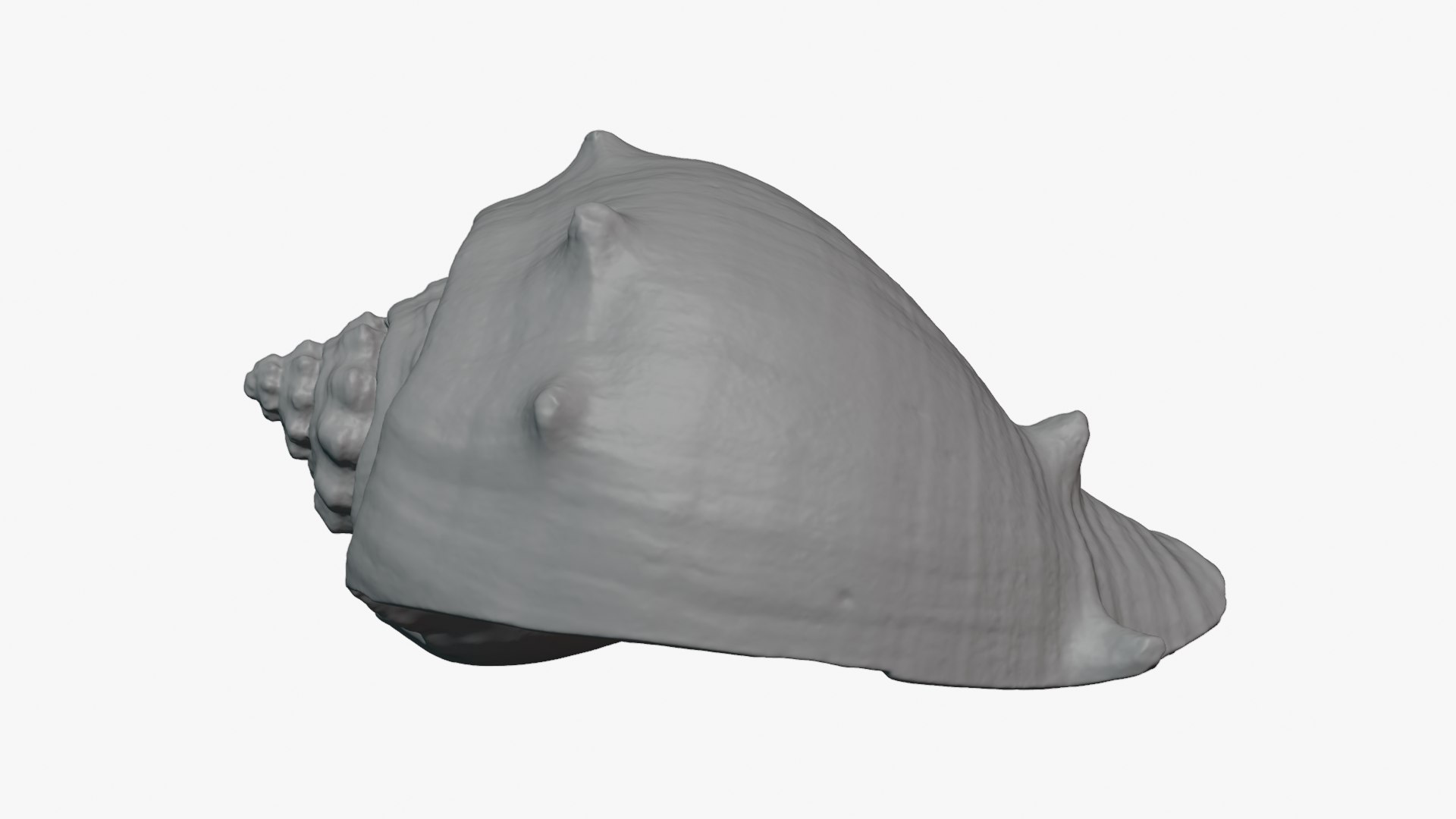 Crown Conch - For 3D Print model https://p.turbosquid.com/ts-thumb/36/pBqLWK/0A/crownconch_0006/png/1782984000/1920x1080/fit_q87/e8b9e6bd9476f22b5eadb9b4f38a0c6ea654f18c/crownconch_0006.jpg