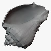 Crown Conch - For 3D Print
