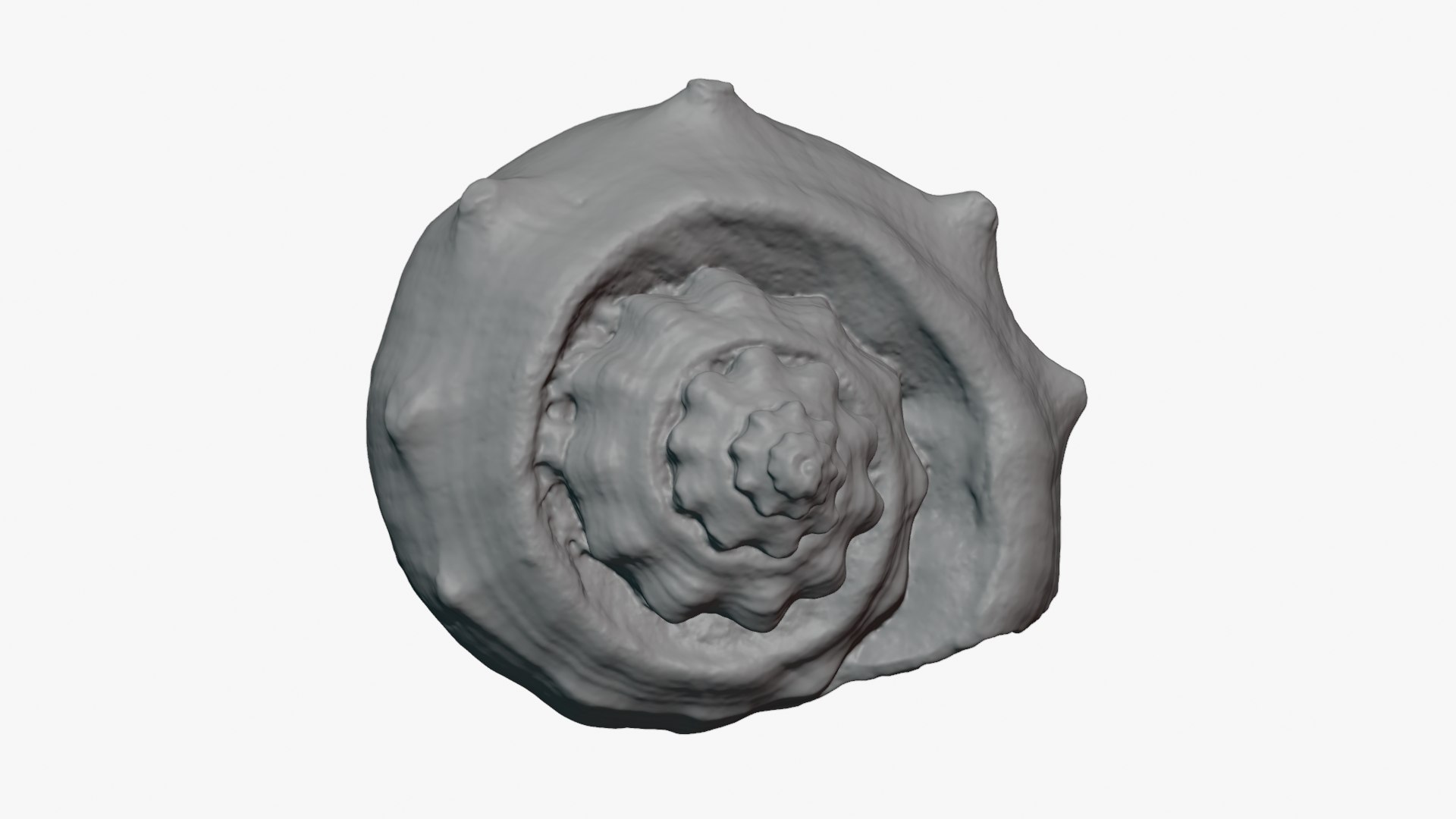 Crown Conch - For 3D Print model https://p.turbosquid.com/ts-thumb/36/pBqLWK/CK/crownconch_0003/png/1782983998/1920x1080/fit_q87/64cd9b600736fc6fba6f1d7e6177fe008f9848cf/crownconch_0003.jpg