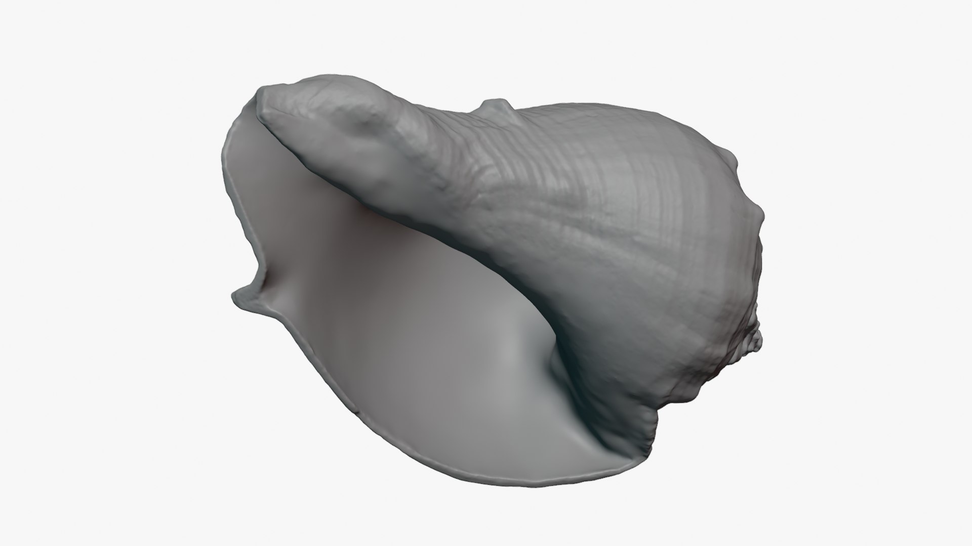 Crown Conch - For 3D Print model https://p.turbosquid.com/ts-thumb/36/pBqLWK/Ht/crownconch_0009/png/1782984002/1920x1080/fit_q87/8eef8f737486d7079e5b2d9d6d8a1dc04a86018f/crownconch_0009.jpg