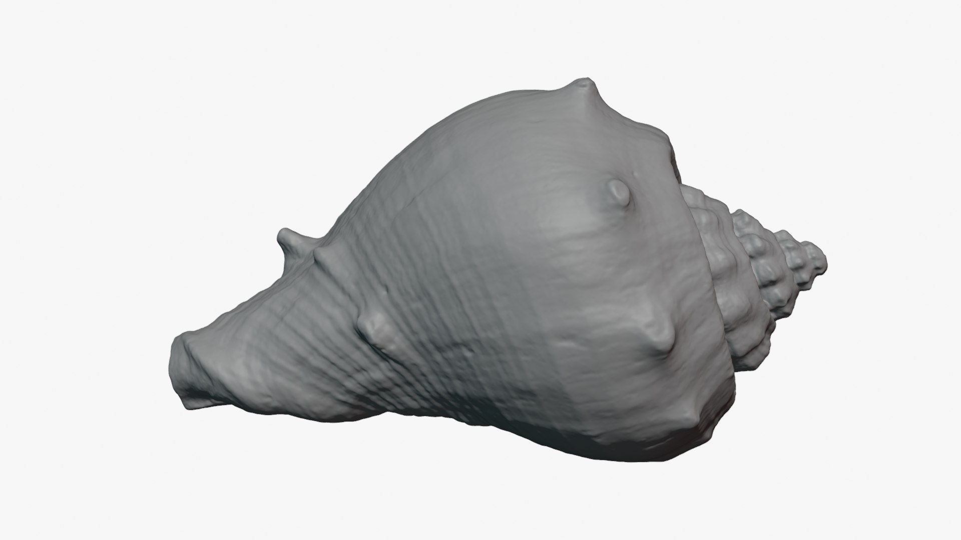 Crown Conch - For 3D Print model https://p.turbosquid.com/ts-thumb/36/pBqLWK/OH/crownconch_0002/png/1782983997/1920x1080/fit_q87/8cefab6e0c2dbfb840dcf1511a6bf24cb0e0d3fd/crownconch_0002.jpg