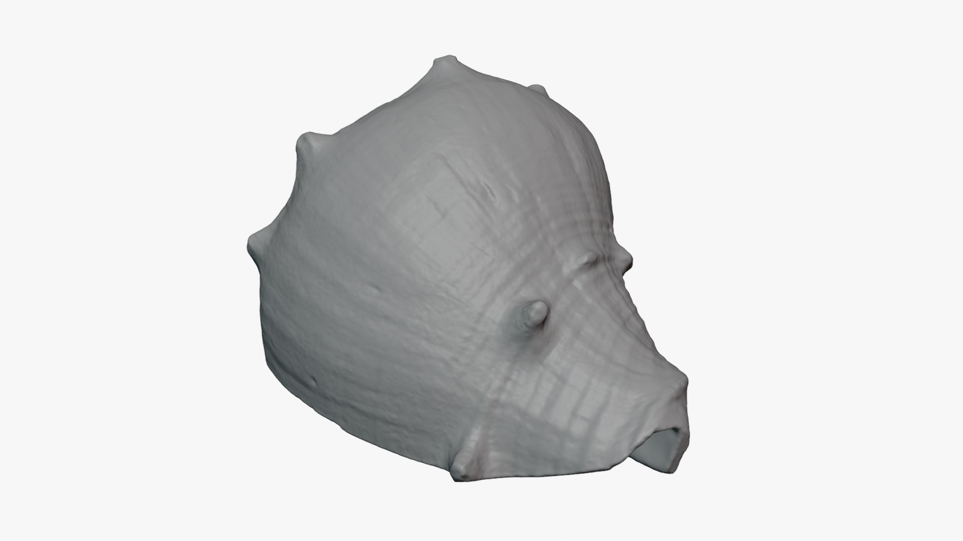 Crown Conch - For 3D Print model https://p.turbosquid.com/ts-thumb/36/pBqLWK/Tx/crownconch_0004/png/1782983998/1920x1080/fit_q87/98a0fe14435deff8b8fe69cb36f9a911f417107f/crownconch_0004.jpg