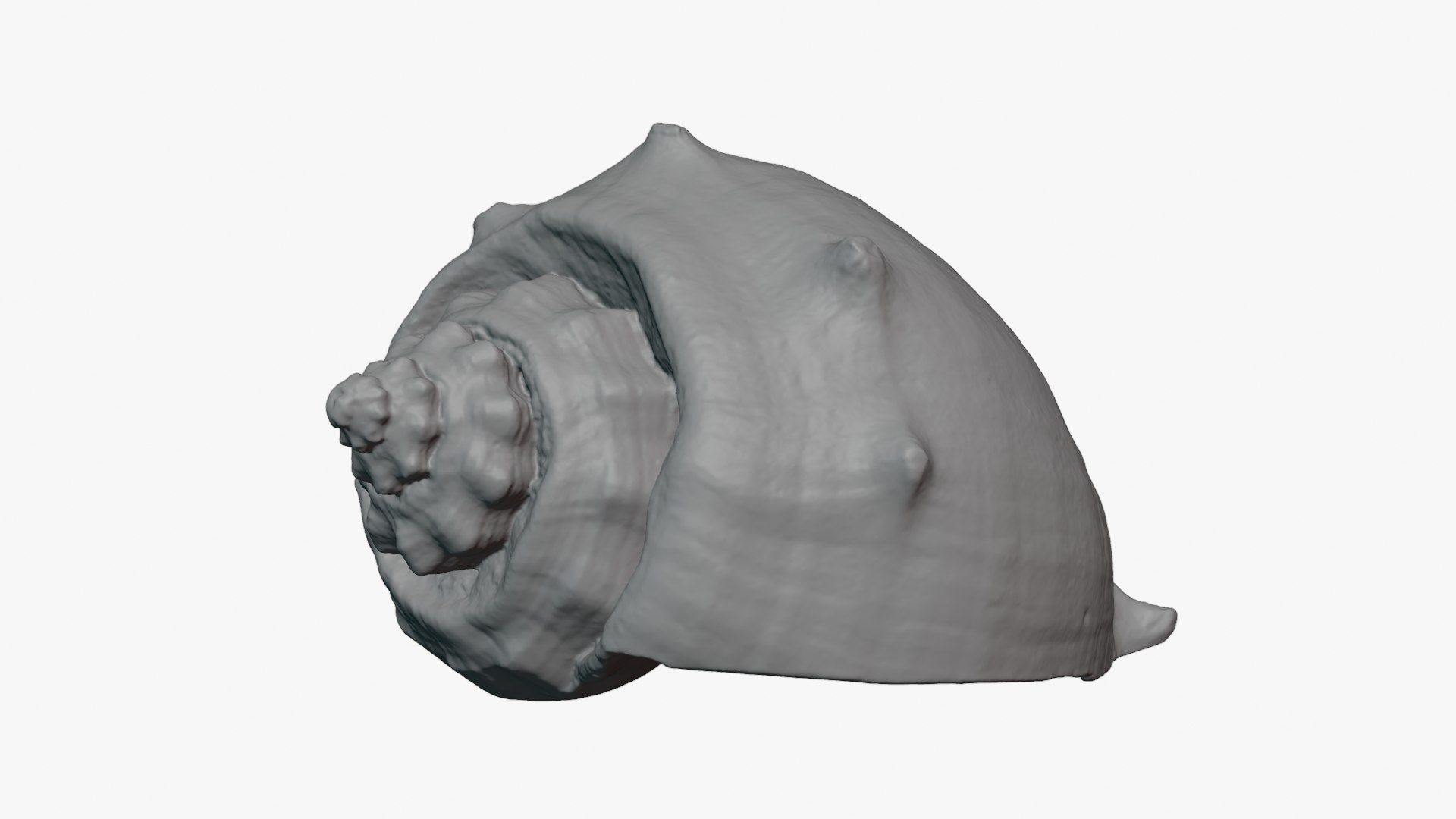 Crown Conch - For 3D Print model https://p.turbosquid.com/ts-thumb/36/pBqLWK/np/crownconch_0005/png/1782983999/1920x1080/fit_q87/c6262456f71e22fede3507f4dc182af4806cd839/crownconch_0005.jpg