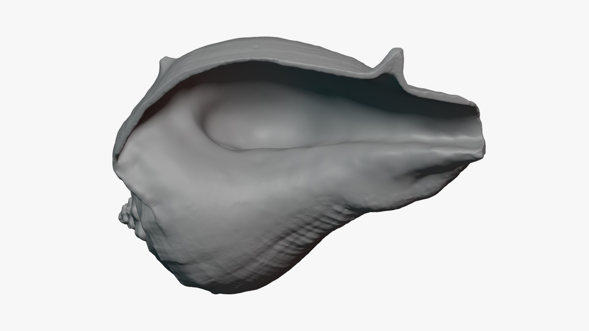 Crown Conch - For 3D Print model https://p.turbosquid.com/ts-thumb/36/pBqLWK/pH/crownconch_0010/png/1782984003/1920x1080/fit_q87/aa49ee6c3114df8ccf20c84da16828e0716305b4/crownconch_0010.jpg