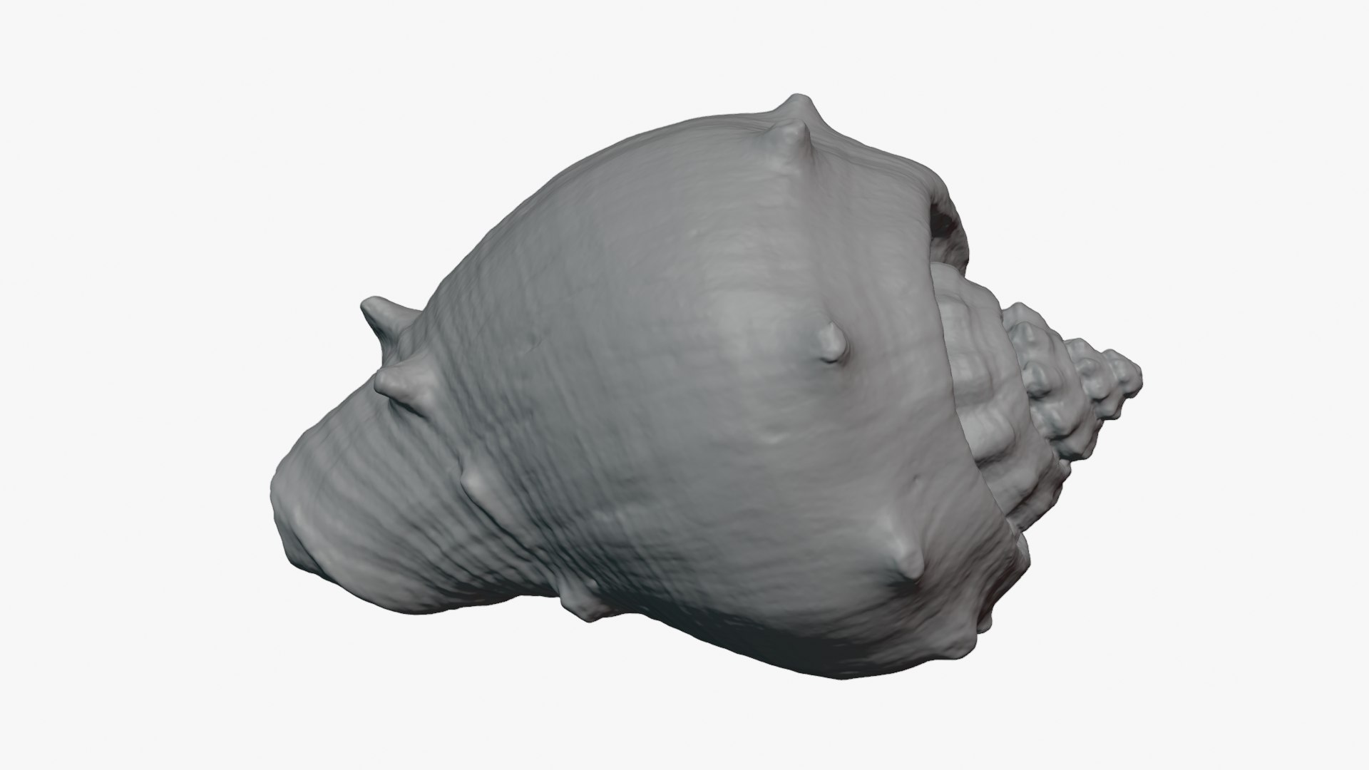 Crown Conch - For 3D Print model https://p.turbosquid.com/ts-thumb/36/pBqLWK/xw/crownconch_0007/png/1782984001/1920x1080/fit_q87/e72304df58eb5e80bd726dd844ea607d53fed22a/crownconch_0007.jpg
