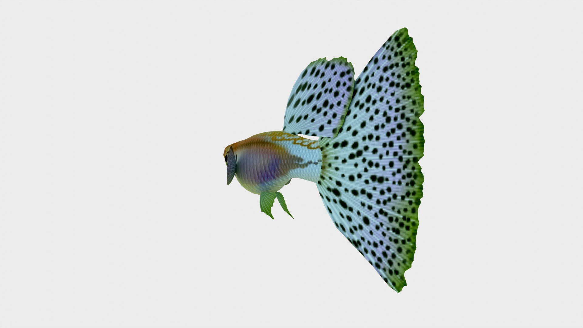 Hump Back Fish 3D Model Low Poly 3D Model - TurboSquid 2242583