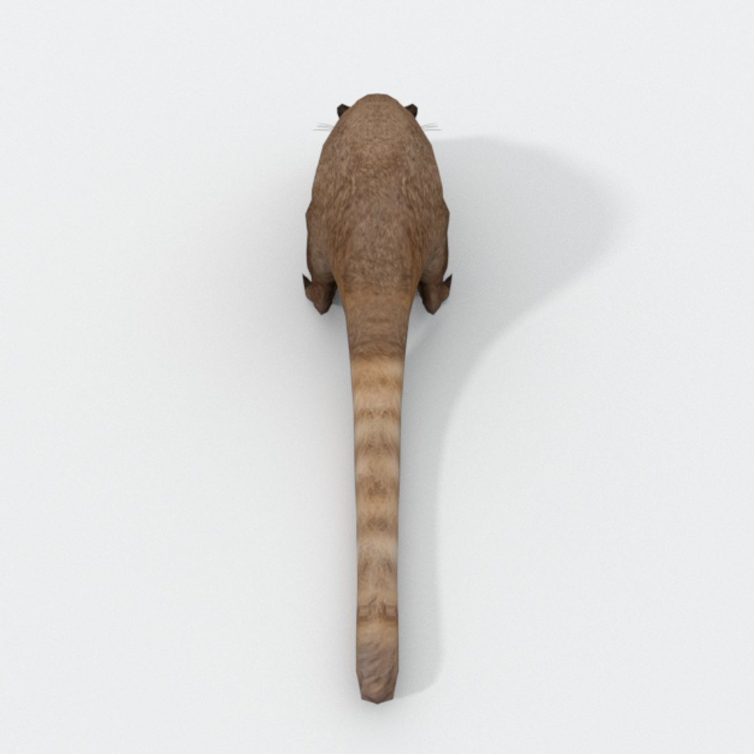 Coati 3D Model - TurboSquid 1334570