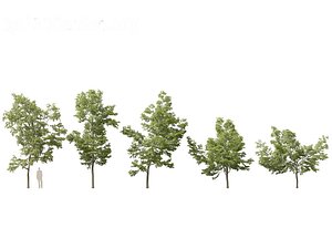 Robinia pseudoacacia - Black locust 01