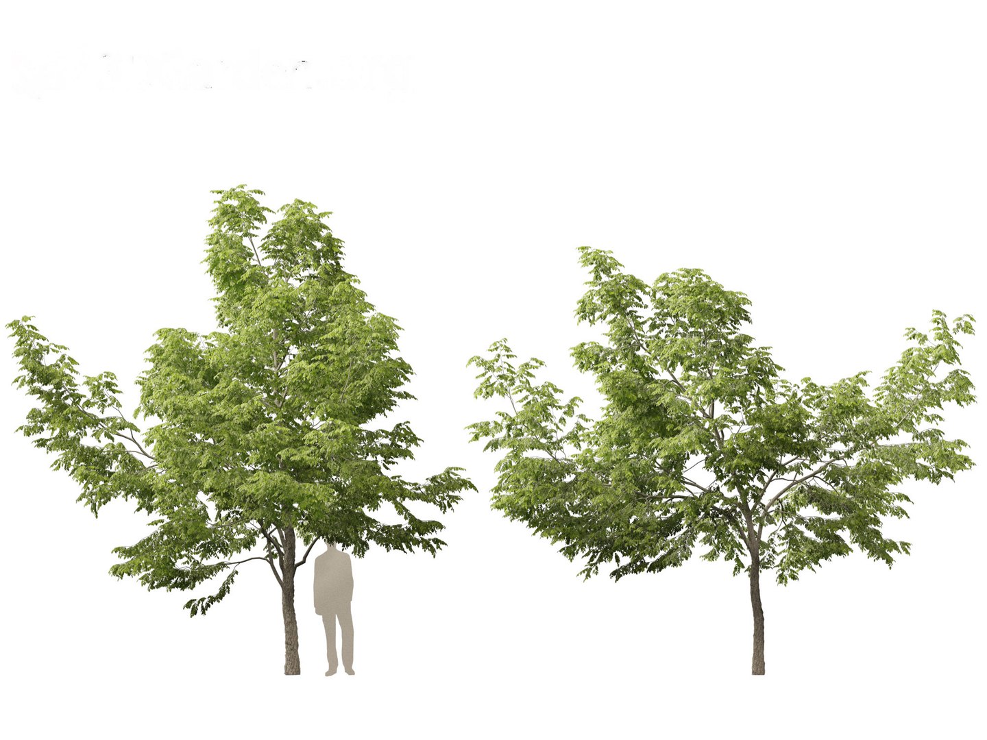 Robinia pseudoacacia - Black locust 01 3D model https://p.turbosquid.com/ts-thumb/36/wgxJCE/7M/robiniapseudoacacia015/jpg/1696776305/1920x1080/fit_q87/4e3c69846a3c1218dac8569d7fa58bb27383da7f/robiniapseudoacacia015.jpg