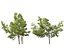 Robinia pseudoacacia - Robinia 01