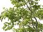 Robinia pseudoacacia - Robinia 01