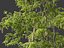 Robinia pseudoacacia - Robinia 01