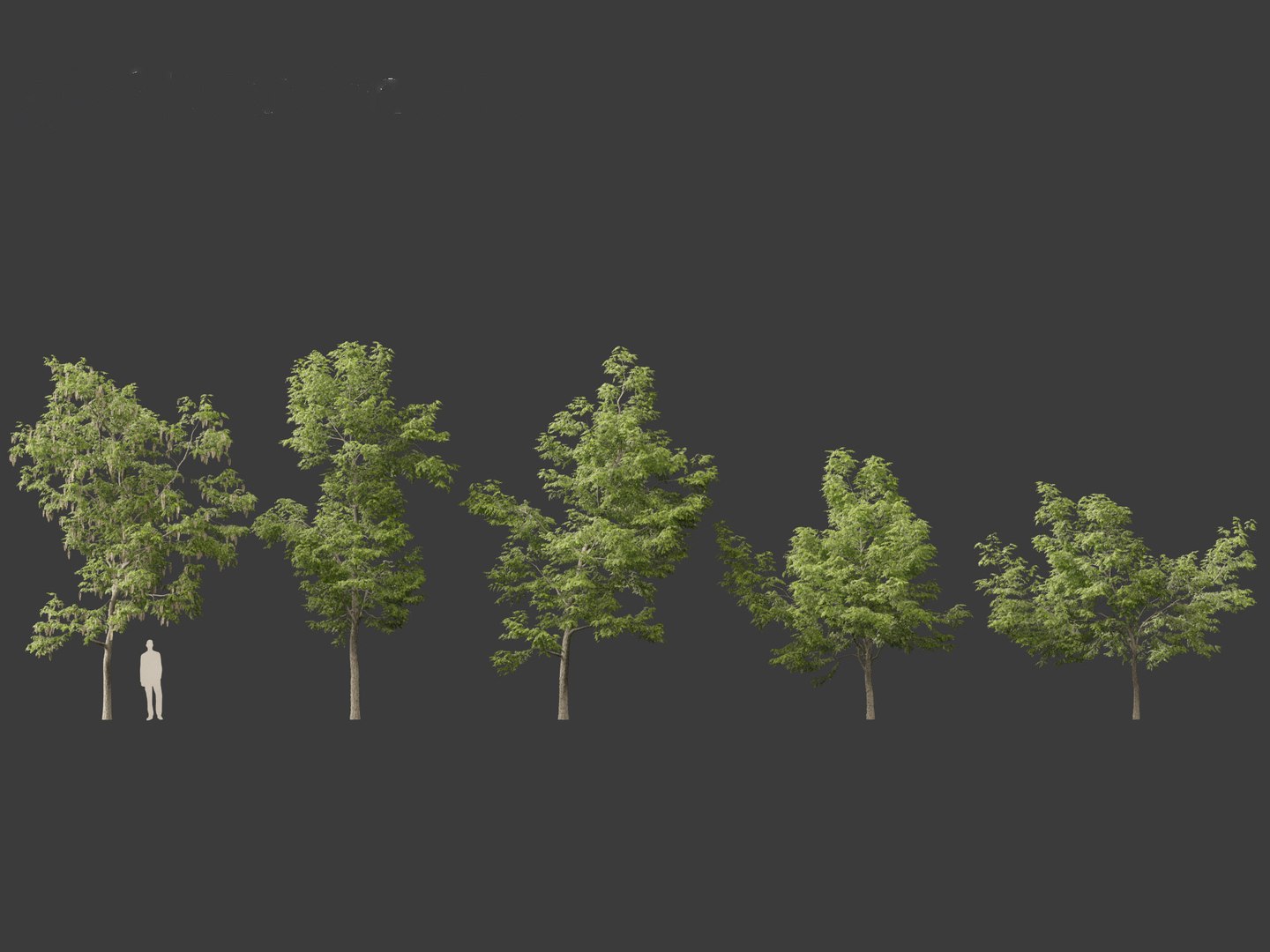 Robinia pseudoacacia - Black locust 01 3D model https://p.turbosquid.com/ts-thumb/36/wgxJCE/d9/robiniapseudoacacia012/jpg/1696776284/1920x1080/fit_q87/7023dca0d4313b345fd3157cf78dfc4b941d6733/robiniapseudoacacia012.jpg