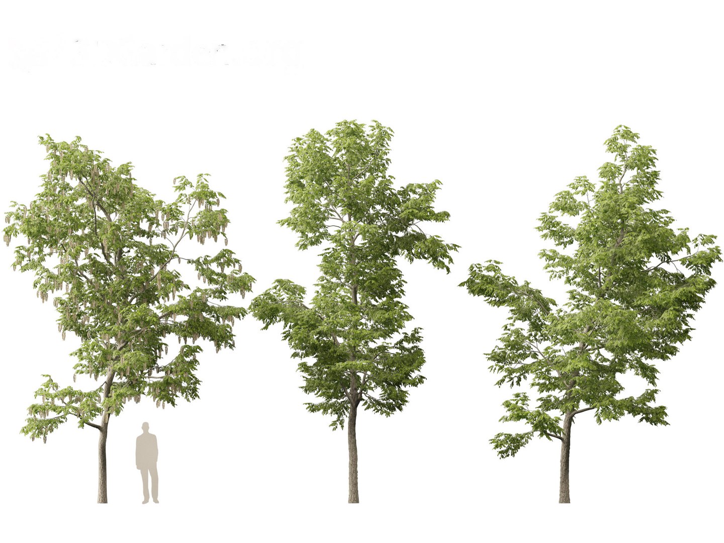 Robinia pseudoacacia - Black locust 01 3D model https://p.turbosquid.com/ts-thumb/36/wgxJCE/jG/robiniapseudoacacia013/jpg/1696776293/1920x1080/fit_q87/67f2548b281521ea3ff99f5e9880ff55524546db/robiniapseudoacacia013.jpg