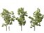 Robinia pseudoacacia - Robinia 01