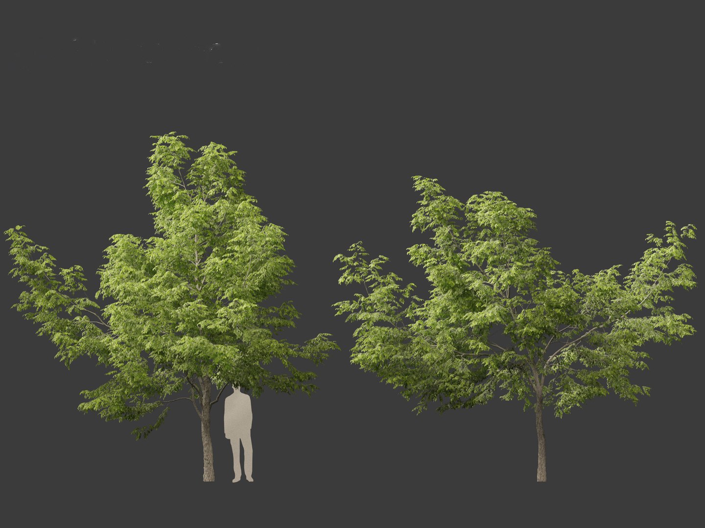 Robinia pseudoacacia - Black locust 01 3D model https://p.turbosquid.com/ts-thumb/36/wgxJCE/kT/robiniapseudoacacia016/jpg/1696776308/1920x1080/fit_q87/65eefda544c7b8c81702b9fd7d1f26d52d0c6f29/robiniapseudoacacia016.jpg