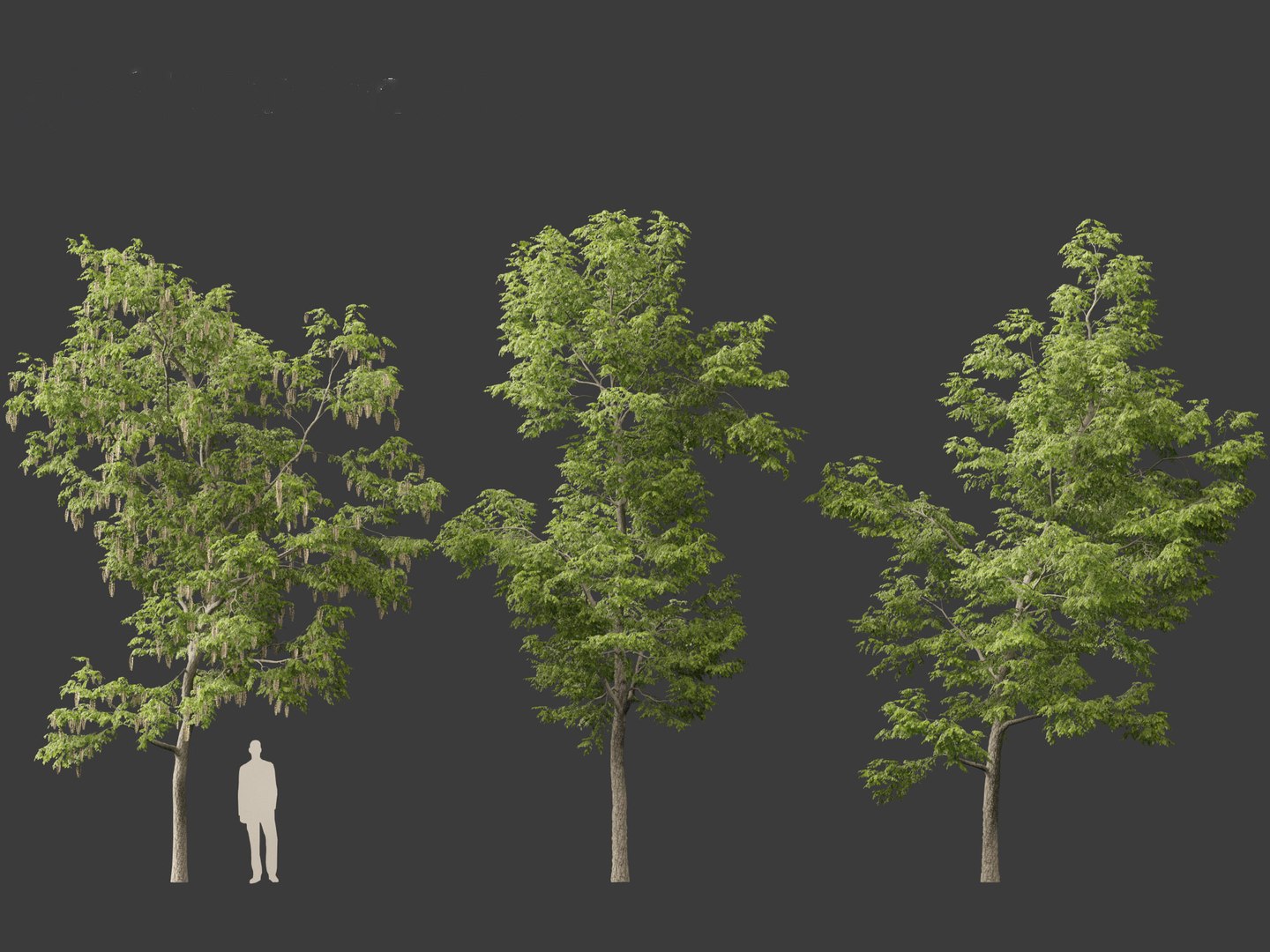 Robinia pseudoacacia - Black locust 01 3D model https://p.turbosquid.com/ts-thumb/36/wgxJCE/lU/robiniapseudoacacia014/jpg/1696776299/1920x1080/fit_q87/494eeb5f27c4caa73569fecc7865f2324c981994/robiniapseudoacacia014.jpg