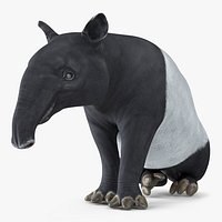 Tapir Sitting Pose