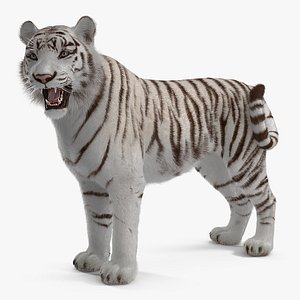 White Tiger Rigged with Fur 3D Model