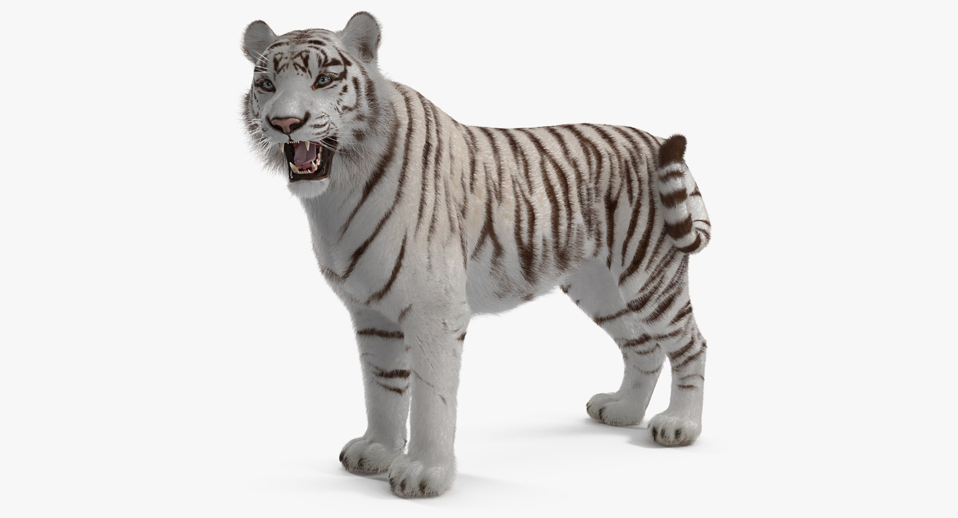 White Tiger Rigged with Fur 3D Model 3D model preview