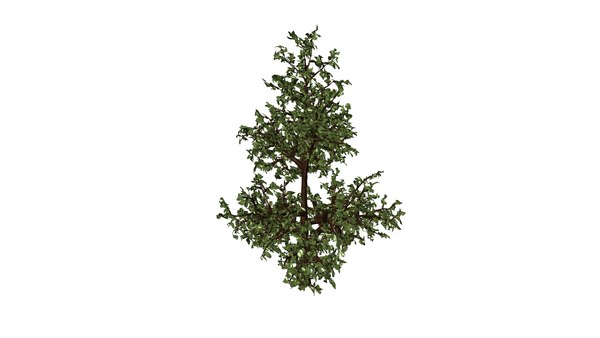 3D модель 3D Mid-Poly tree models set - 3 Trees - TurboSquid 2063190
