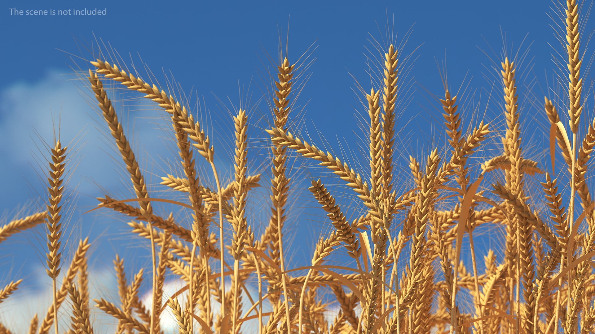 3D model wheat grain pile https://p.turbosquid.com/ts-thumb/37/KHA7y7/CXXqHYo0/wheatcollectionvray3dmodel003/jpg/1595423081/1920x1080/fit_q87/ff8f479a2ff3d92414c5d189e1021e41cc803044/wheatcollectionvray3dmodel003.jpg