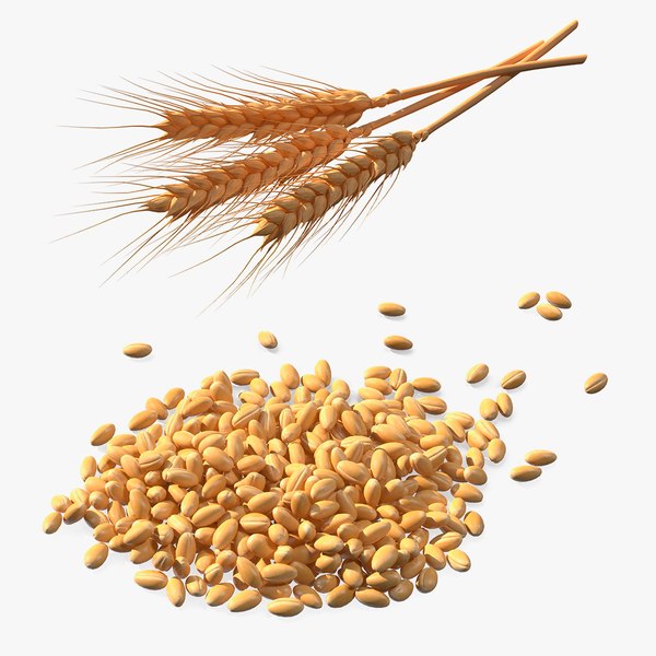 3d wheat plant model