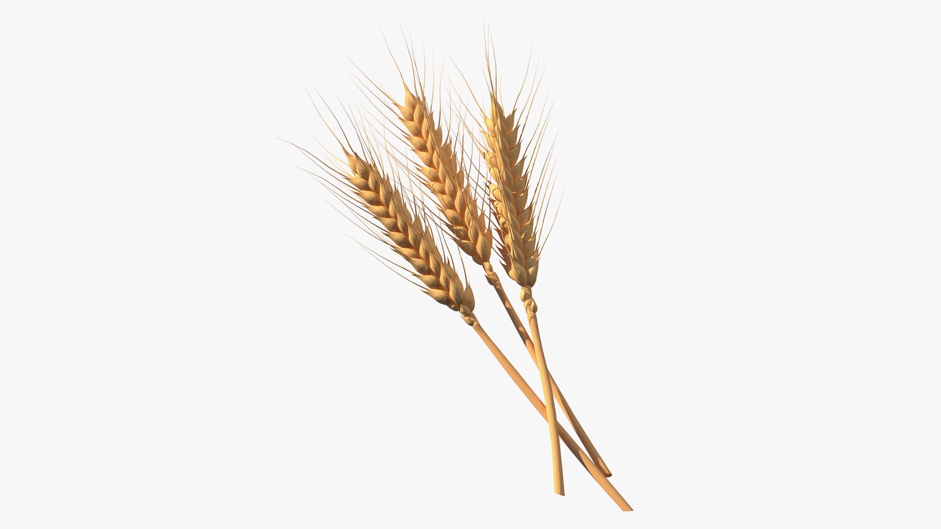 3D model wheat grain pile https://p.turbosquid.com/ts-thumb/37/KHA7y7/odczqPkv/wheatcollectionvray3dmodel001/jpg/1595423076/1920x1080/fit_q87/59dbc9cc06b0b5ded82d2e44f73568e13af41f61/wheatcollectionvray3dmodel001.jpg