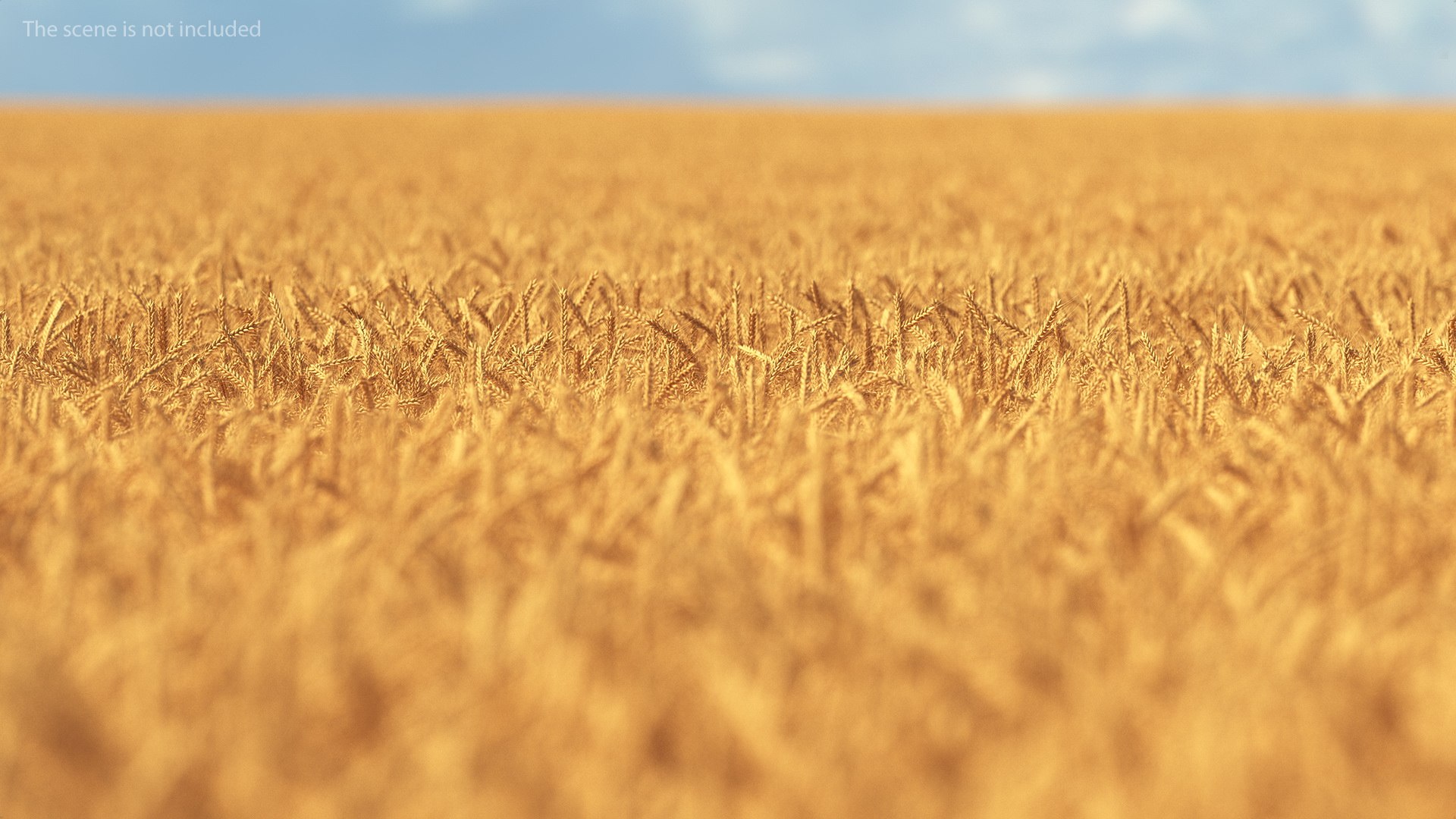 3D model wheat grain pile https://p.turbosquid.com/ts-thumb/37/KHA7y7/sP524xyn/wheatcollectionvray3dmodel002/jpg/1595423078/1920x1080/fit_q87/c017cf5d964167de5b1412a856c60334c15a6e1e/wheatcollectionvray3dmodel002.jpg