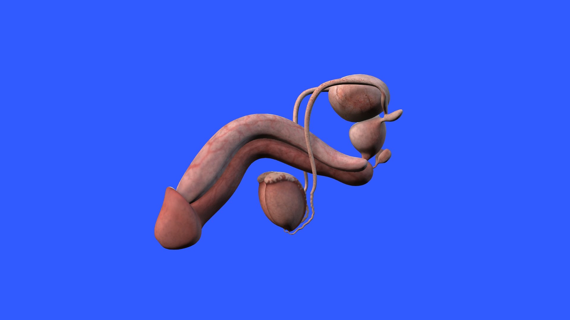 3D Penis Anatomy https://p.turbosquid.com/ts-thumb/37/Yyvo9K/Vd/3/jpg/1686662773/1920x1080/fit_q87/599fab7cad688b5b1872b457f520958f3b409c2f/3.jpg