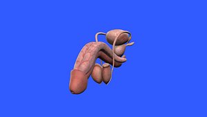 3D Penis Anatomy