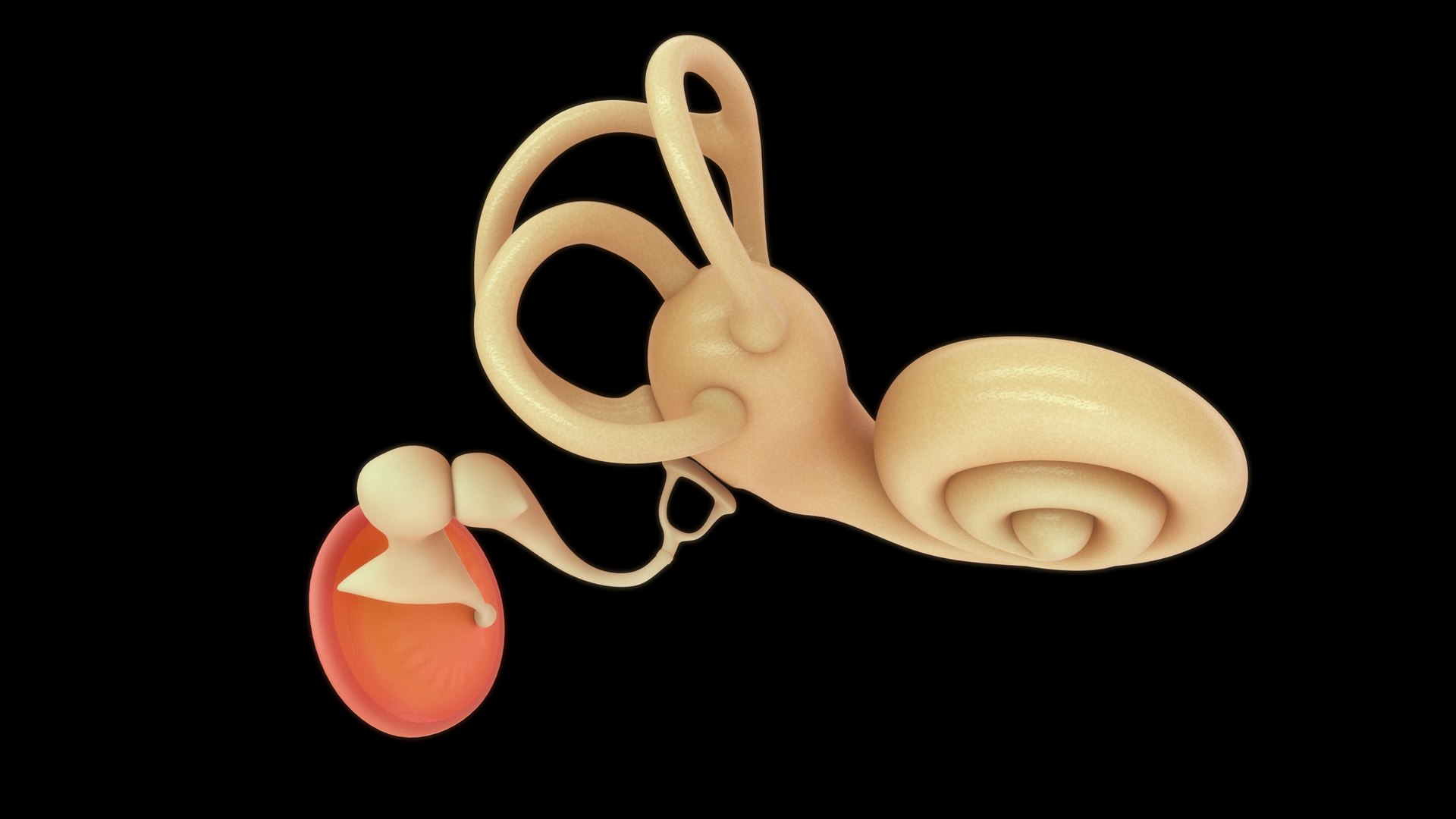Cochlea With Ear Ossicles 3D Model - TurboSquid 2190696
