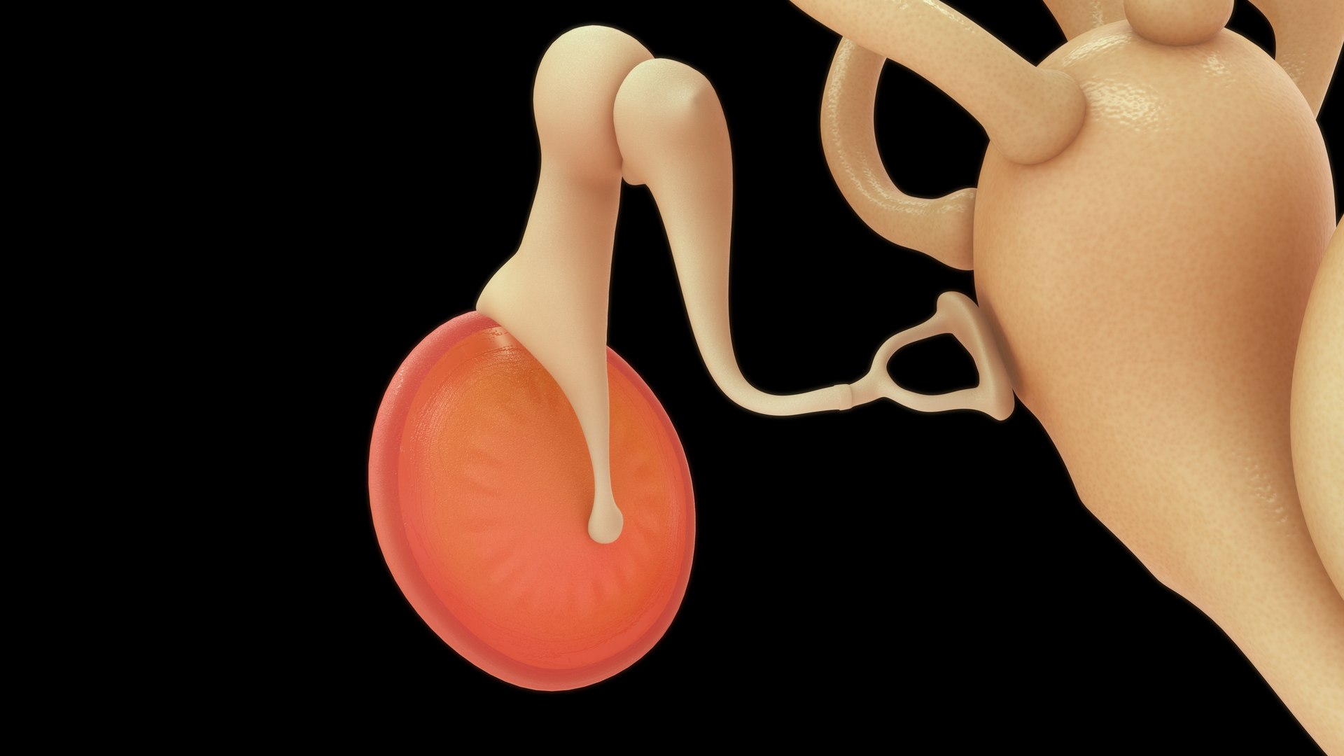Cochlea With Ear Ossicles 3D Model - TurboSquid 2190696