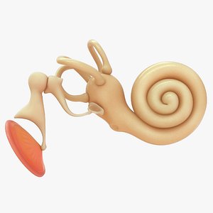 Cochlea with ear ossicles