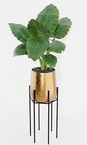 Alocasia home plant