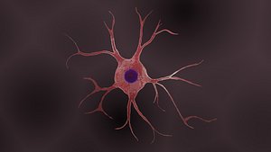 astrocyte