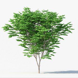 Acer Palmatum No 1