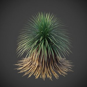 XfrogPlants Desert Spoon - Dasylirion Wheeleri