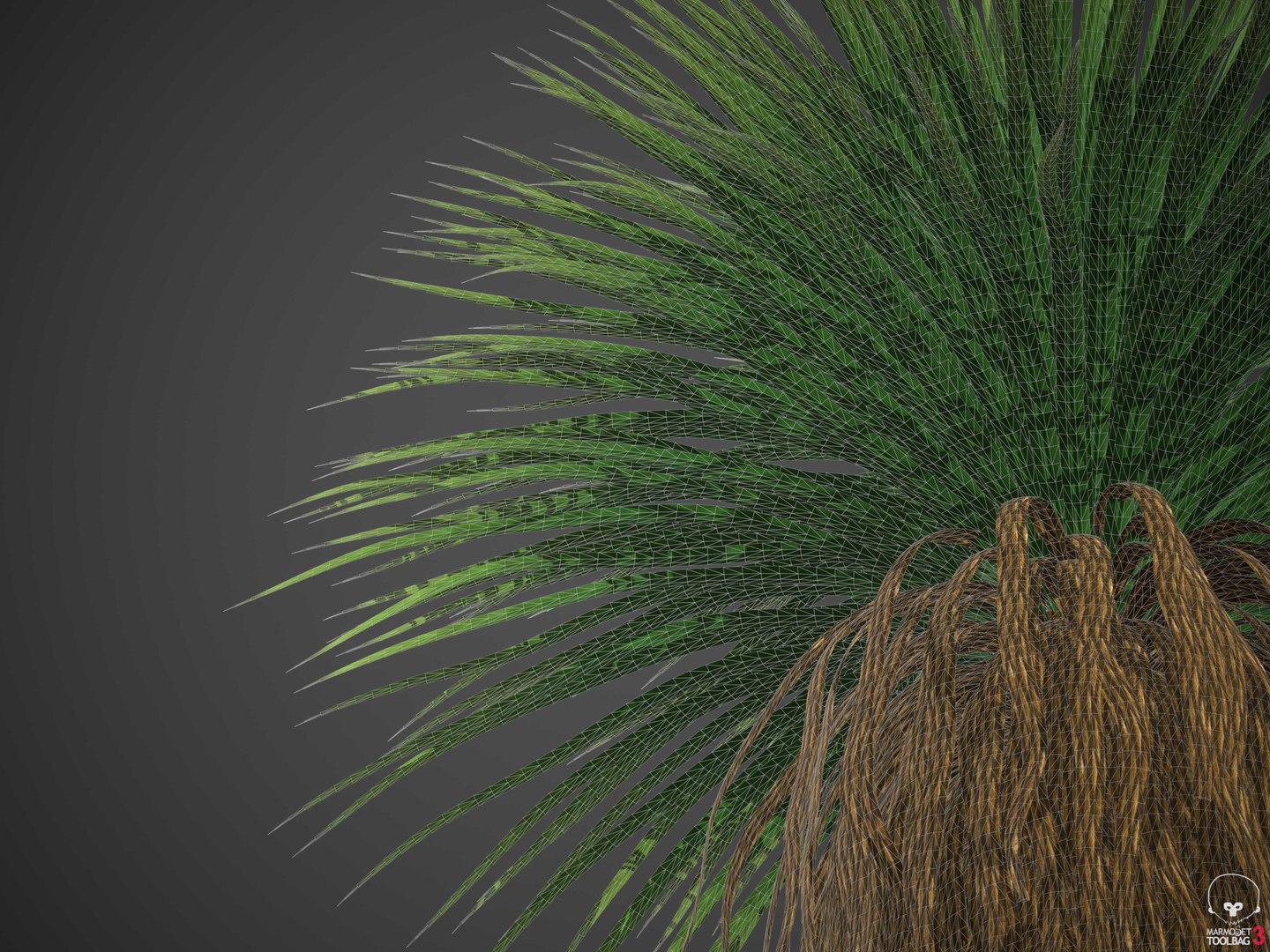 XfrogPlants Desert Spoon - Dasylirion Wheeleri model https://p.turbosquid.com/ts-thumb/37/wAPu4s/Pn/wireframe1/jpg/1620331857/1920x1080/fit_q87/83e9a20e566b9f87446ea2e6528427d806d74e77/wireframe1.jpg