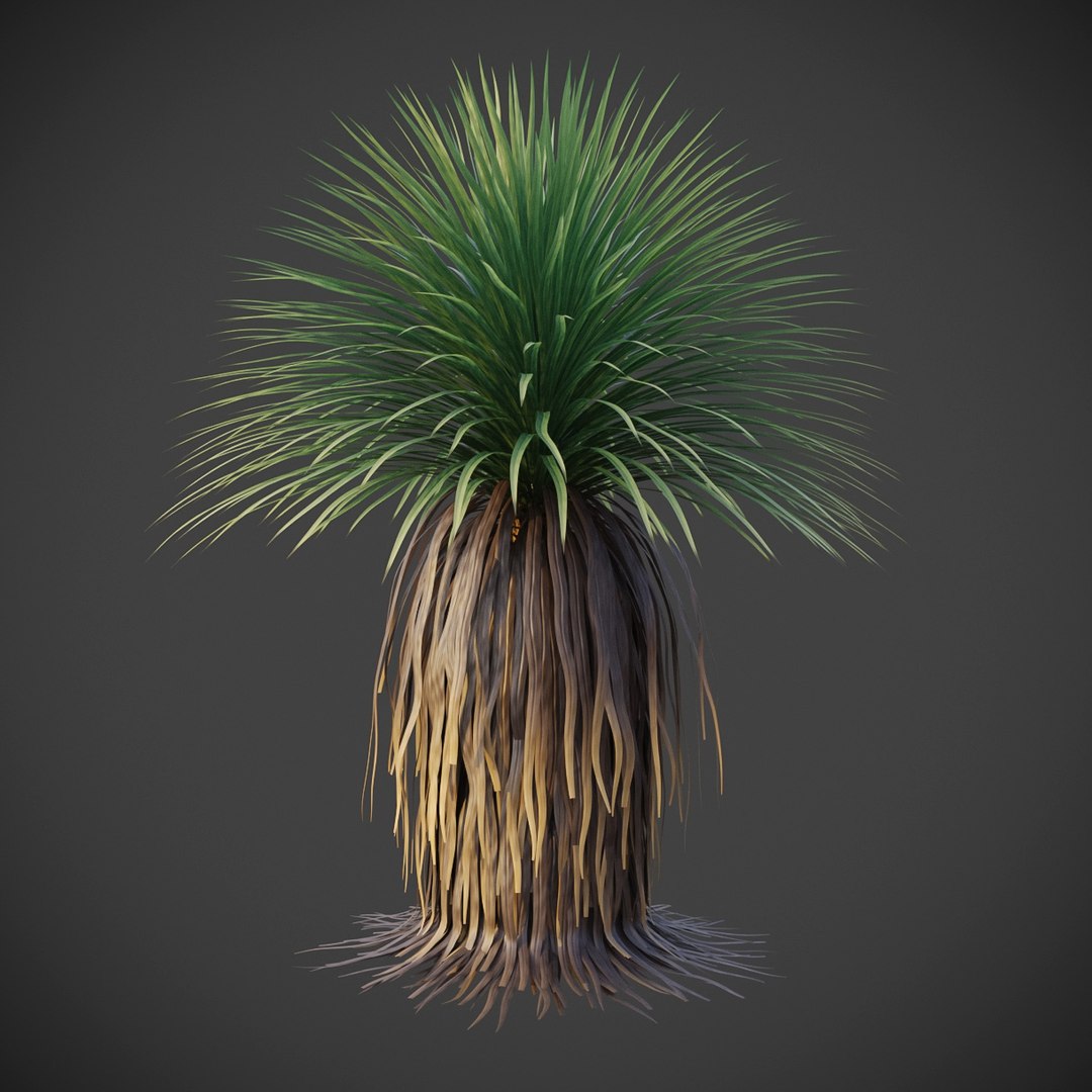 XfrogPlants Desert Spoon - Dasylirion Wheeleri model https://p.turbosquid.com/ts-thumb/37/wAPu4s/gV/dasylirion_w02/jpg/1620331851/1920x1080/fit_q87/587c89a3b9d021efd329674671414914d53ec4d0/dasylirion_w02.jpg