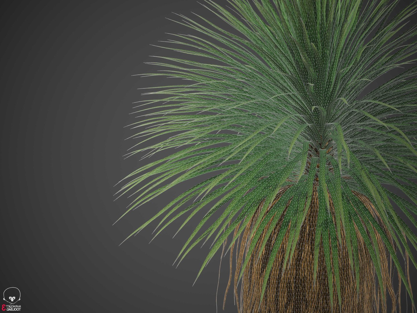 XfrogPlants Desert Spoon - Dasylirion Wheeleri model https://p.turbosquid.com/ts-thumb/37/wAPu4s/ti/wireframe3/jpg/1620331852/1920x1080/fit_q87/6da58d0f4e67c0ec068e20f628109ebb4264be2a/wireframe3.jpg