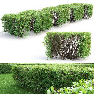 3D hedge cotoneaster lucidus