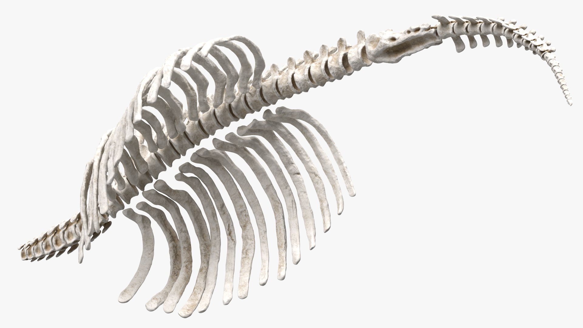 3D Mammoth Spine Skeleton - TurboSquid 1802014