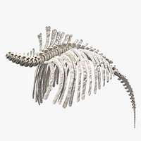 Mammoth Spine Skeleton