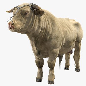 3D Bull model
