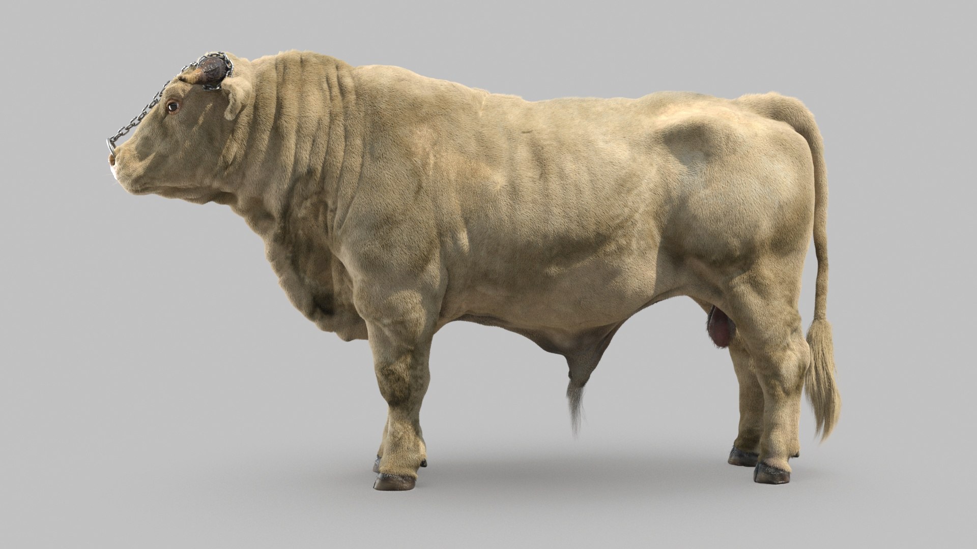 3D Bull Model - TurboSquid 1809084