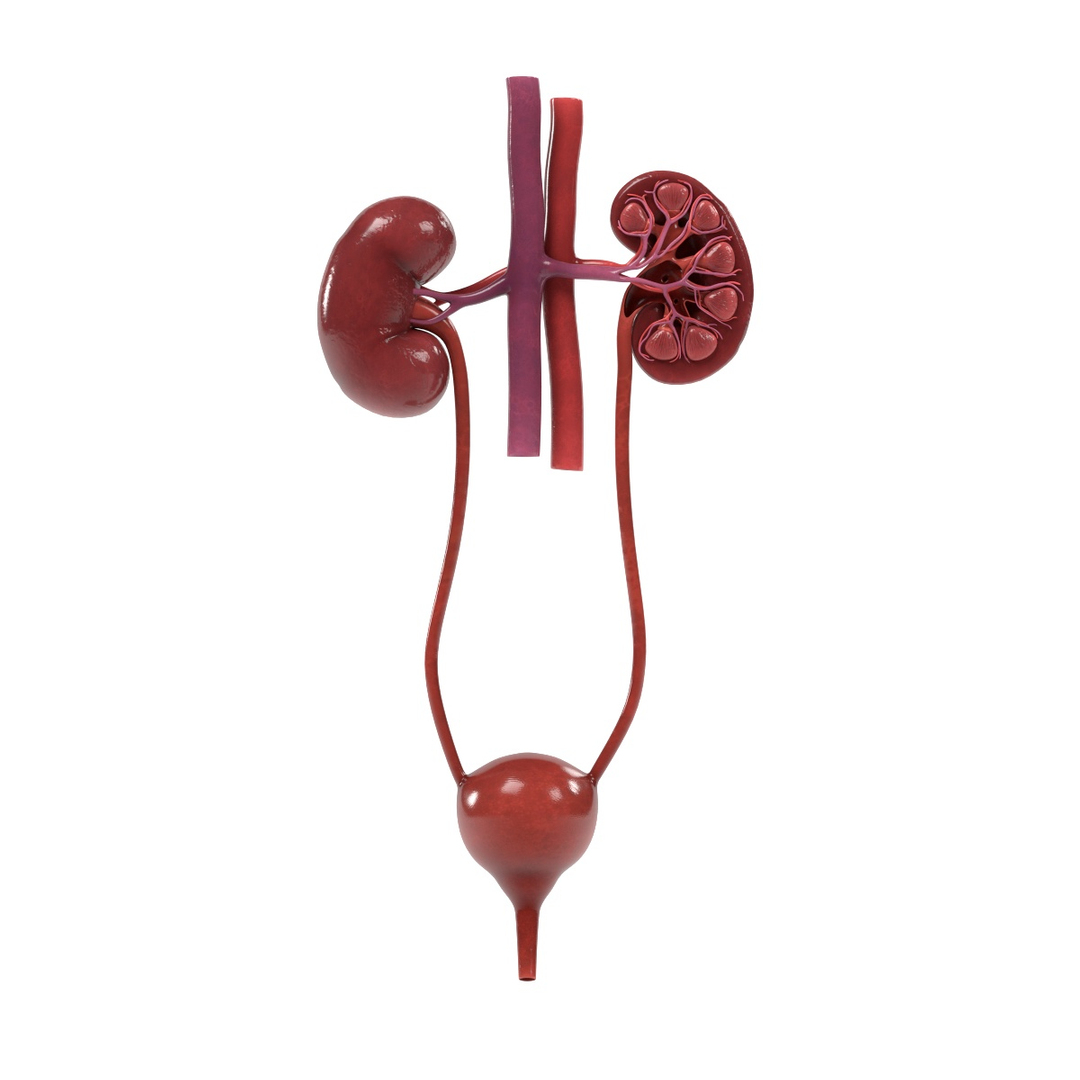 3d anatomy human model Biology Diagrams