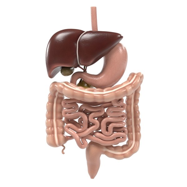 3d anatomy human model